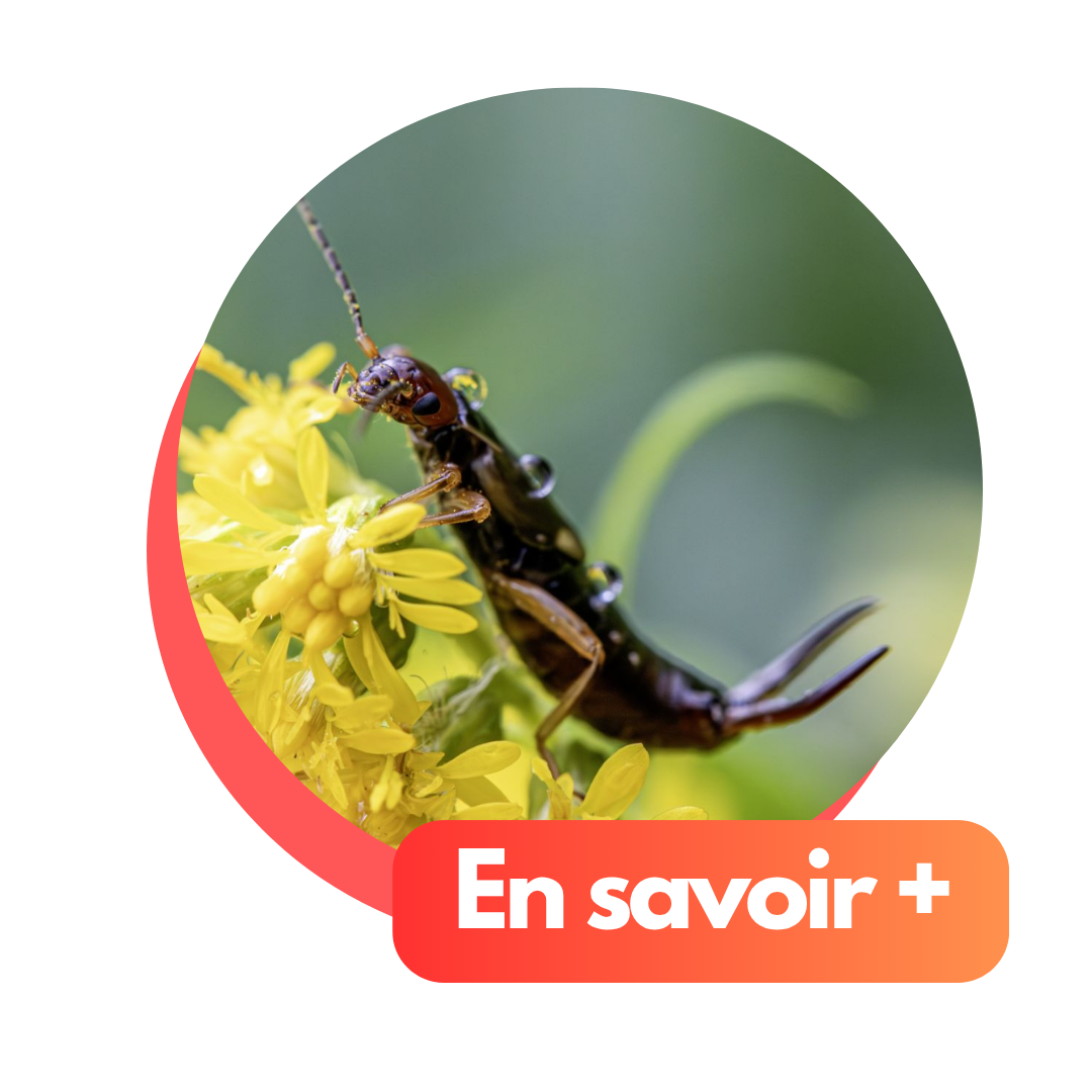 Visuel histoire des petites bêtes