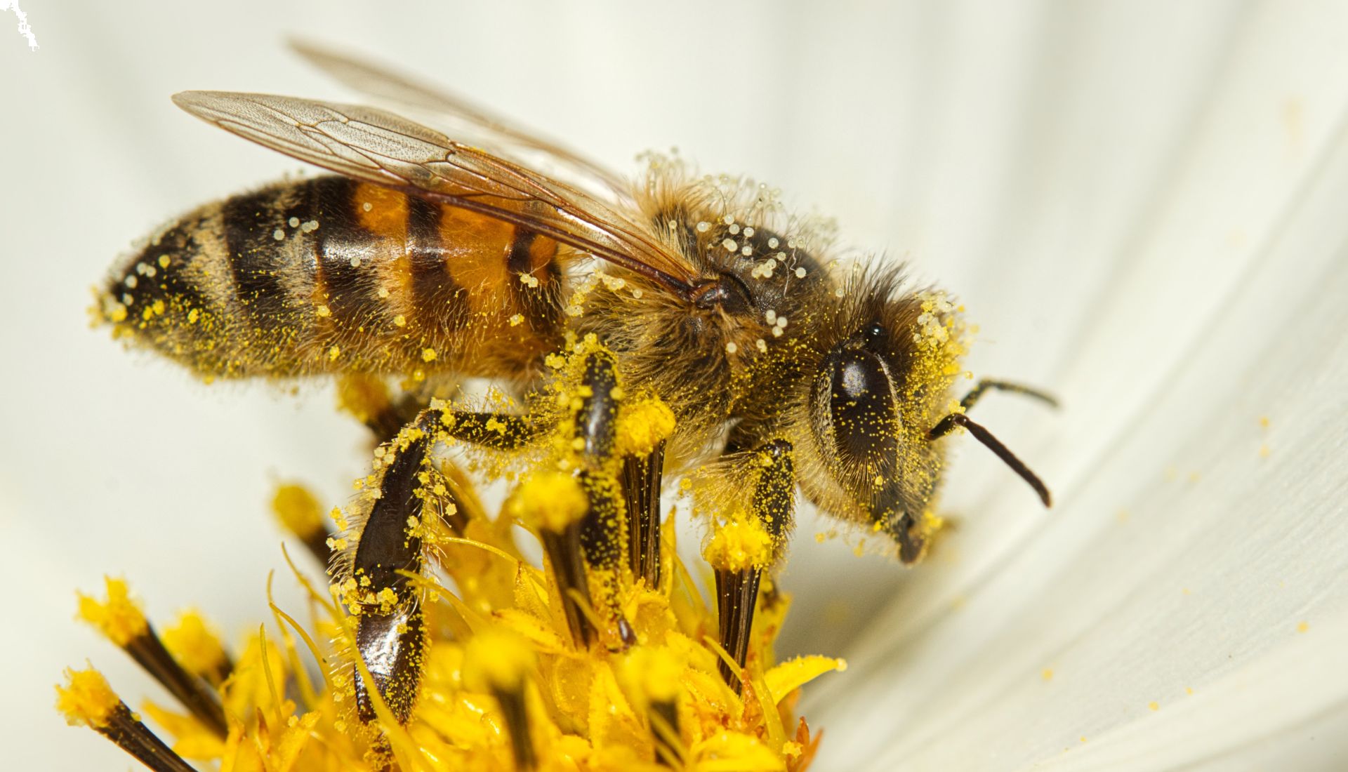 Histoire des petites bêtes (séance 3)