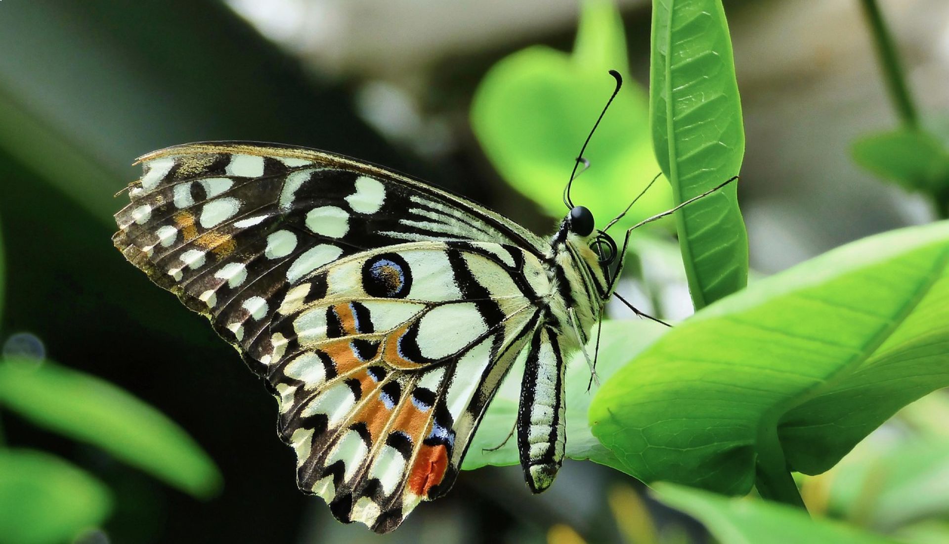 Histoire des petites bêtes
