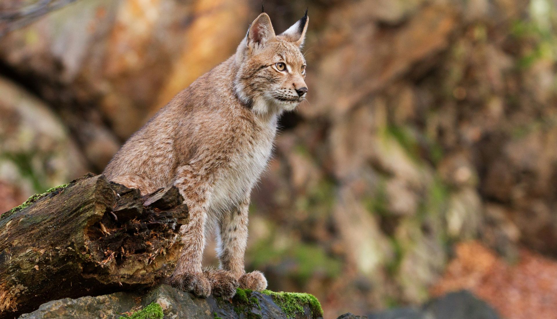 Le Lynx