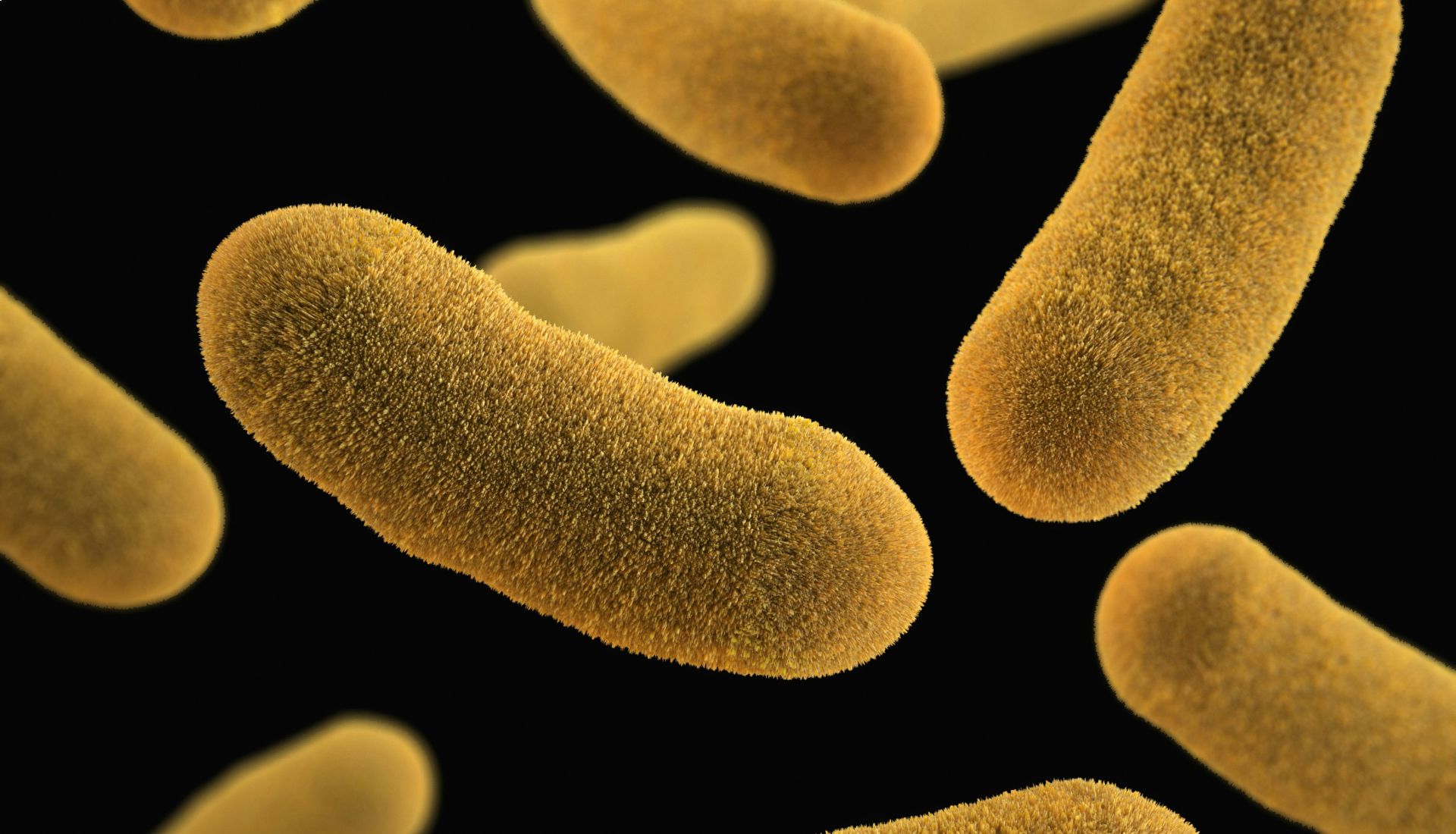 Le microbiote intestinal et la santé mentale