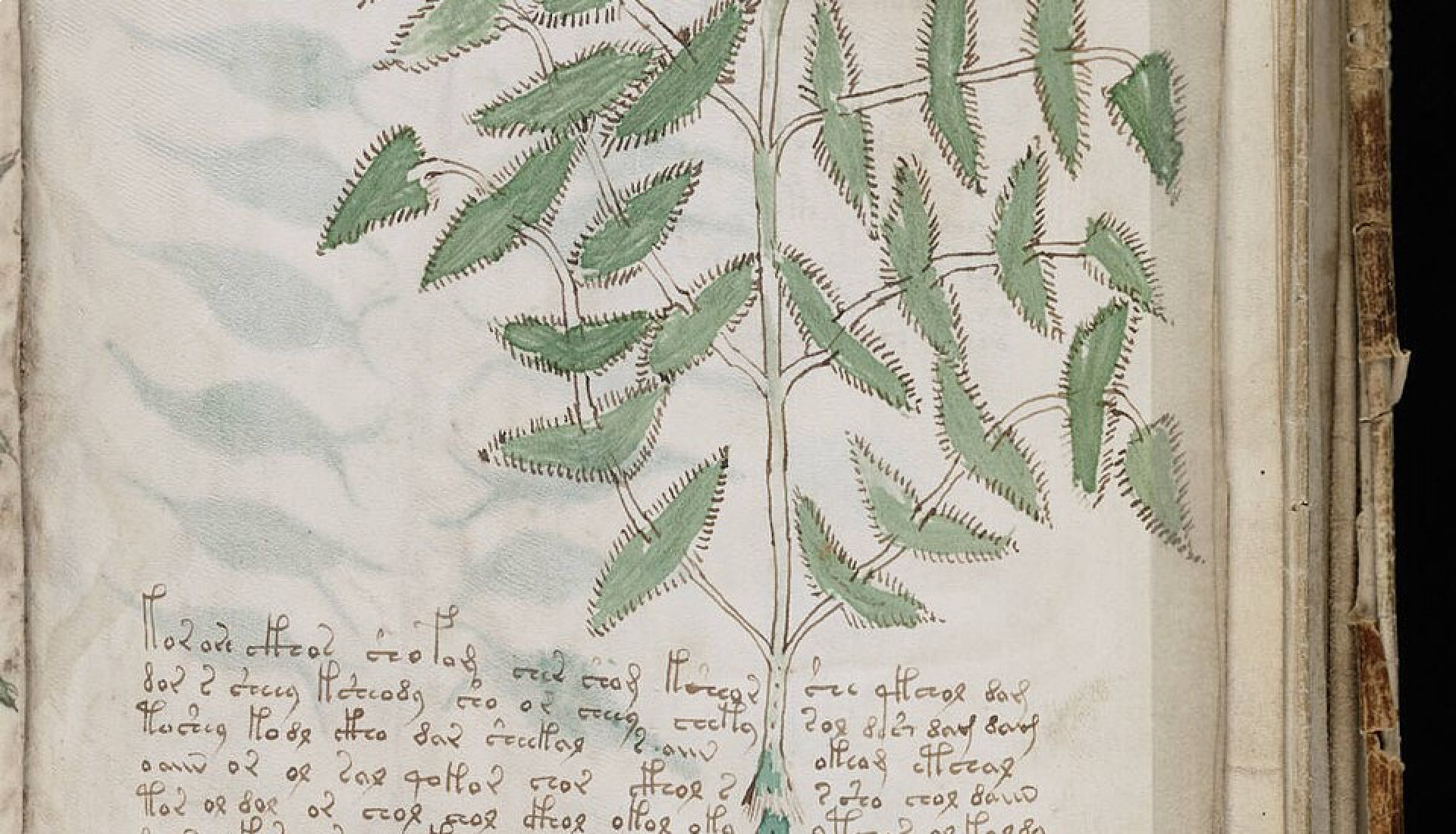 Le mystérieux manuscrit de Voynich